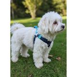 Balkonda Köpek Göğüs Tasması Minik ve Küçük Irk Ayarlamalı Kolon Kordon Mavi - XS - S
