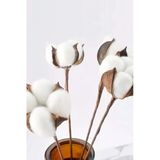BambaPaw Beyaz Doğal Pamuk Dalları 6 Adet