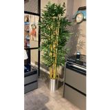 Bambu Ağacı 170 Cm