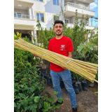 Bambu Fidan Bitki Destek Çubuğu 20 Adet 2 Metre Boy