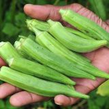 BAMYA TOHUMU (ERKENCİ)
