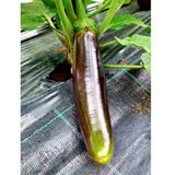 Bangladeshi Long Etli Patlican Tohumu (15 Tohum)