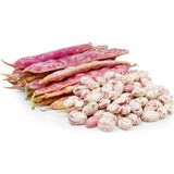 Barbunya Sırık Fasulye Tohumu 50 Tohum + Spriz Tohum