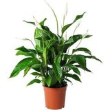 Barış Çiçeği Spathiphyllum Sokak Lambası Ev Bitkisi Ofis Barış Çiçeği 50-80 cm