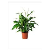 Barış Çiçeği Spathiphyllum Sokak Lambası Ev Bitkisi Ofis Bitkisi, BRCSTTRNDYL0028