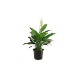 Barış Çiçeği Spathiphyllum Sokak Lambası Ev Bitkisi Ofis Bitkisi, BRSCT0021
