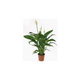 Barış Çiçeği - Spathiphyllum