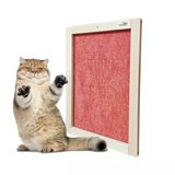 Barış Dizayn Doğal Ahşap Duvara Monte Çerçeveli Halı Kedi Tırmalama Paneli (50X35cm) Kırmızı