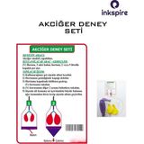 Basit Akciğer Deney Seti 1 Paket Solunum Deney Seti Akciğer Model Seti Fen Bilimleri Dersi Deney Set