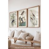 Basquiart Kuş İllüstrasyon Temalı 3'lü Ahşap Çerçeveli Poster, Tablo Seti No:32 Ahşap 15 x 21