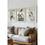 Basquiart Kuş İllüstrasyon Temalı 3'lü Beyaz Çerçeveli Poster, Tablo Seti No:32 Beyaz 33 x 48