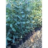 Bataklık Kurutan Okaliptus Fidanı 120-140cm 2 Adet