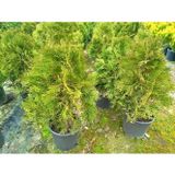 BATI MAZISI FİDANI 5 ADET (Thuja Occidentalis Smaragd) - ÇİT BİTKİSİ