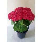 Bayrak Kırmızı Ortanca Fidanı 10-20 Cm