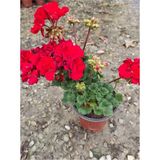 Bayrak Kırmızı Sardunya Çiçeği Fidanı 10-20 cm