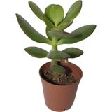 Bayraktar Şans ve Para Çiçeği Crassula Ovata Tekli 5.5 cm Saksıda