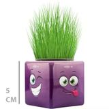 Baysan Mini Küp Emoji Çim Adam - Eğitici Ve Dekoratif Bitki Yetiştirme Seti