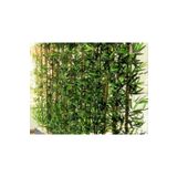 Bbspecial Yapay Bambu Ağacı 2 Metre Antrasit Gri Saksıda Çiçek bambo 280 cm BOY 24 adet BMBU280