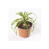 Beaucarnea Recurvata Nolina Fil Ayağı Bitkisi