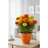 Becmarking Canan Renkli Saksı 25cm - Turuncu