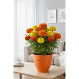 becmarking Renkli Saksı 25cm