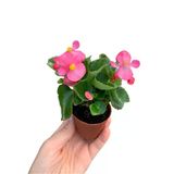 Begonia (Begonya Çiçeği) Fidanı Açık Pembe 10-20 Cm