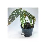 Begonia Maculata Çilli Begonya (8.5 Cm Saksıda) Nadir Begonya Türü