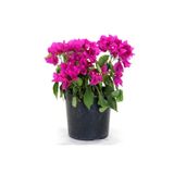 Begonvil Fidanı Mor 25 Cm Çiçek Bougainvillea, BTSBEG37