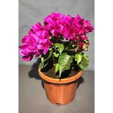 Begonvil Gelin Duvağı Fidanı 10-20 Cm