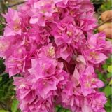 Begonvil Gelin Duvağı Fidanı, Saksıda Bougainvillea Bahçe Balkon Teras
