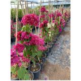 Begonvil (Gelin Tacı) Bougainvillea