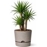 Begonya 5lt Bej Krem Saksı Ağız Çapı 21 cm Yükseklik 20.5 cm