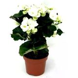 Begonya Çiçeği Fidanı Beyaz 10-20 Cm