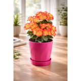 Begonya Saksı Burgu Begonya Saksı & Orkide Saksı 1,3 Litre 16 cm Pembe