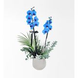 Bej Beton Saksıda Magic Blue Mavi Orkide Ve Okaliptus Aranjmanı