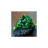 Belirtilmemiş Anubias Petite Saksı Bitki 5-7 Yaprak