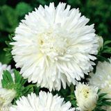 Bellis Perennis Beyaz Ponpon İngiliz Çayır Papatyası Çiçeği Tohum N11.5063