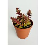 Benek piramit yaprak nadir tür sukulent kırmızı Crassula Exilis Picturata küçük beyaz çiçek verir yıldız yapraklı 5.5 cm saksıda