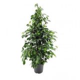 Benjamin Bitkisi 100 110 cm Ficus Benjamina Ofis Bitkisi Ev Bitkisi Salon Bitkisi