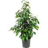 Benjamin Bitkisi 120 130 cm Ficus Benjamina Danielle Salon Bitkisi Ofis Bitkisi Ev Bitkisi
