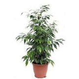 Benjamin Bitkisi 60 80 cm Ficus Benjamina Ofis Bitkisi Ev Bitkisi Salon Bitkisi