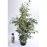 Benjamin Ficus Starlight Çiçeği 100 Cm Ve 225 Ml Besin