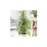 Benjamin Ficus Starlightt
