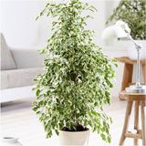 Benjamin Starlight Bitkisi (Alaca Yapraklı) 70-80CM