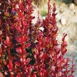 Berberis Thunbergi Attro Berberis Fidanı 20-40 Cm