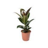 Berceste Peyzaj Kauçuk Bitkisi 50-60 cm Ficus Elastica Ev Bitkisi Ofis Bitkisi Salon Bitkisi