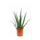 Berceste Peyzaj tasarım Aloe Vera Bitkisi 30 40 Cm Sarı Sabır Bitkisi Ev Bitkisi