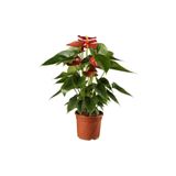 Berceste Peyzaj tasarım Antoryum Çiçeği Filamingo Çiçeği Anthurium Red Winner Ev Bitkisi Ofis Bitkisi Salon Bitkisi