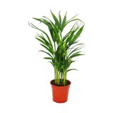 Berceste Peyzaj tasarım Areca Palmiyesi Salon Palmiyesi Areca Lutescens 100 120 cm Ev Bitkisi Ofis Bitkisi Salon Bitkisi