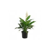 Berceste Peyzaj tasarım Barış Çiçeği Spathiphyllum Sokak Lambası Ev Bitkisi Ofis Bitkisi